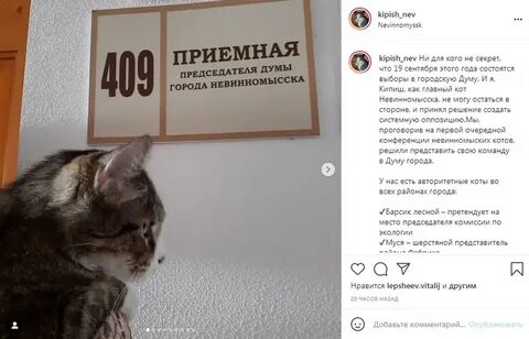 Кот не принимает нового кота