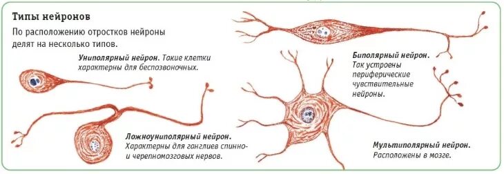 Какую роль играют нервные клетки