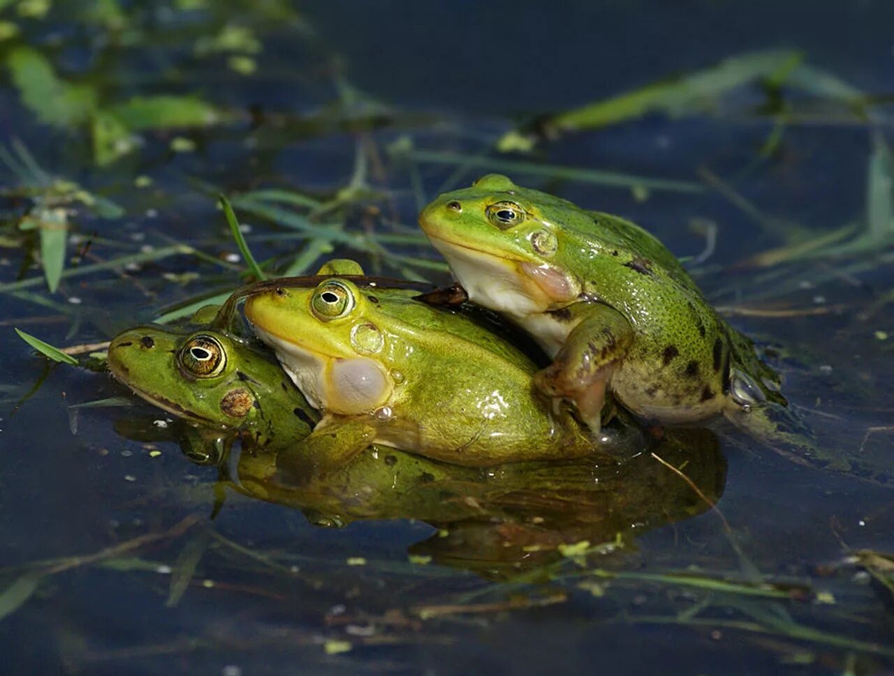 Водоросли лягушка