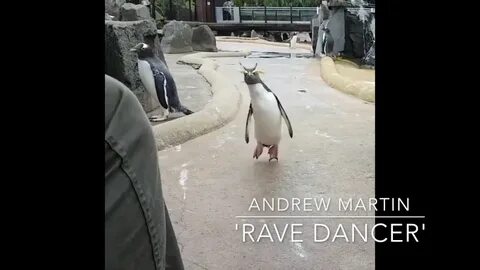 Видео пингвин с пятницей