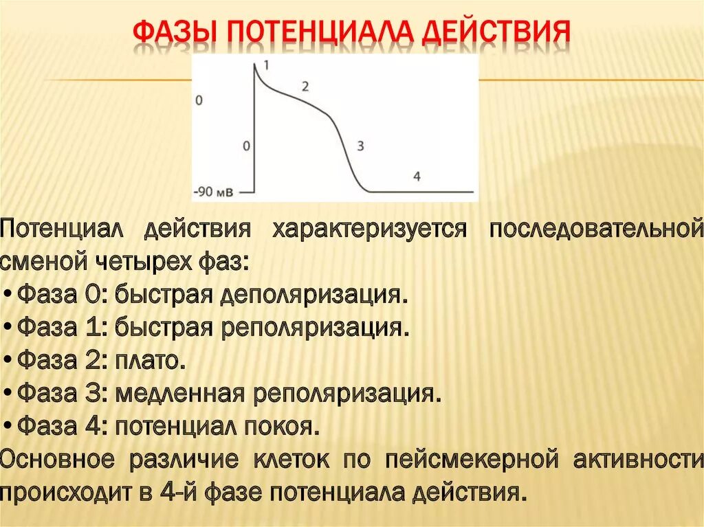 Фазы потенциала действия таблица. Схема потенциала действия фазы. Фаза деполяризации потенциала действия. Последовательность фаз развития потенциала действия. Что означает пд