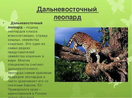 Животные занесенные в красную книгу дальнего востока