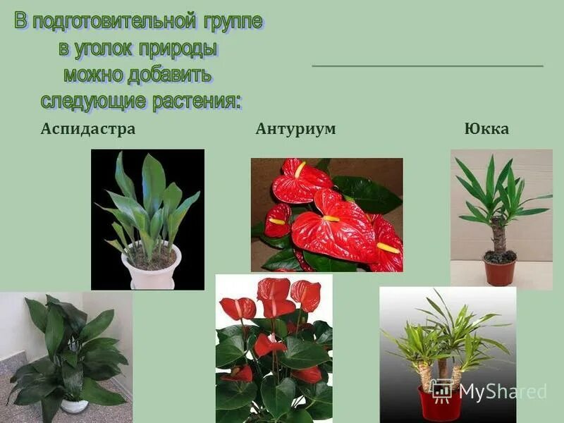 влаголюбивые комнатные растения. популярные комнатные цветы. какие цветы должны быть в детском. название комнатных растений в детском саду. комнатные растения.