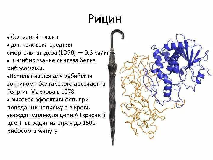 Самый смертельный яд для человека. Механизм токсического действия рицина. Отрава название