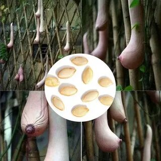 Вьетнамская дыня семена