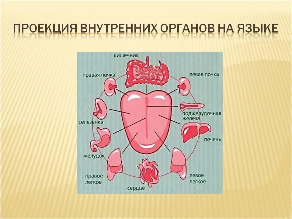 Как определить больной орган. Проекция внутренних органов на языке человека. Зоны на языке проекции внутренних органов.