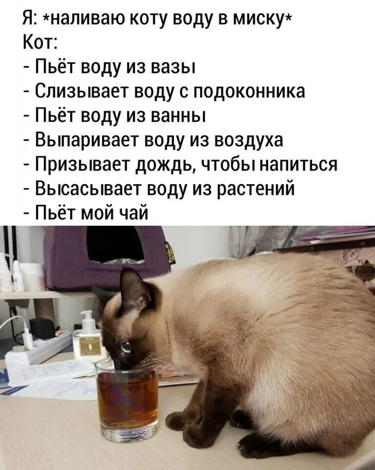 Как заставить кошку пить. Пятница котики. Налей коту воды. Котик пьет из миски. Смешная картинка для поднятия настроения.