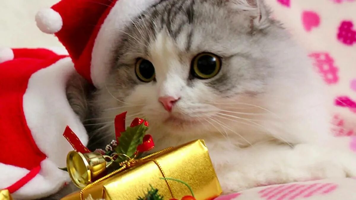 Новогодние котята. Новогодняя кошка. Котята новый год. Новогодние котята. Котик в новогодней шапочке.