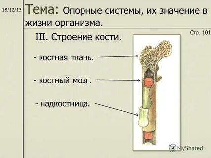 Надкостница обеспечивает
