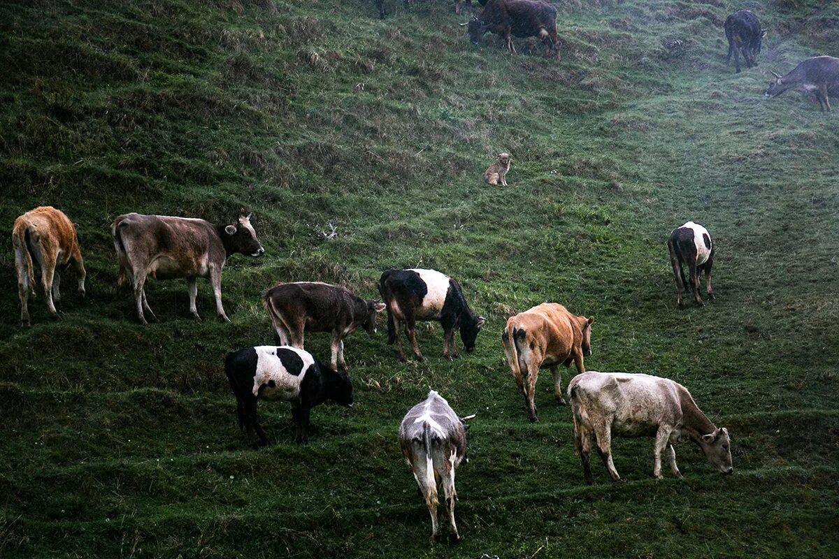 Крупный рогатый скот дагестана. Животноводство северной осетии. Коровы в дагестане. Дагестанские коровы. Коровы николо павловское.
