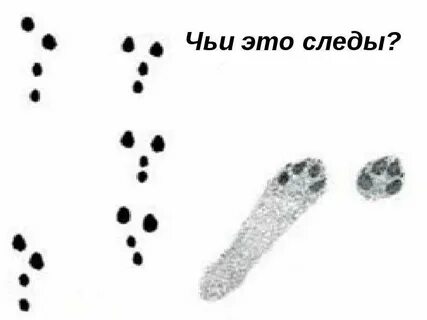 Как нарисовать следы зайца