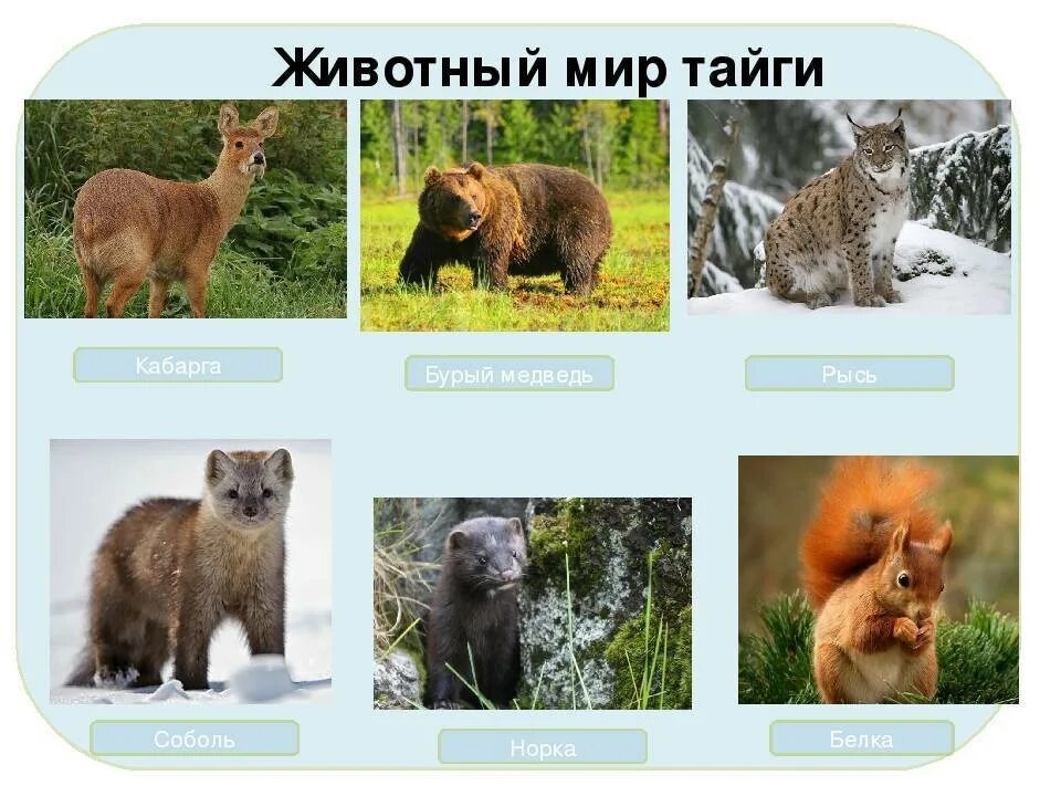 Какие животные в природной зоне тайга. Животный мир тайги. Животный мир тайги в России. Тайга животные и растения. Животные тайги названия.