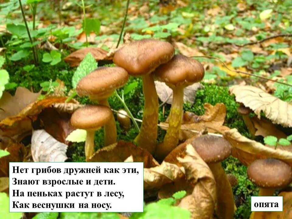 на пеньках растут в лесу как веснушки. много опят. на пеньках растут в лесу как веснушки. на пеньках растут в лесу как веснушки на носу. нет грибов дружней чем.