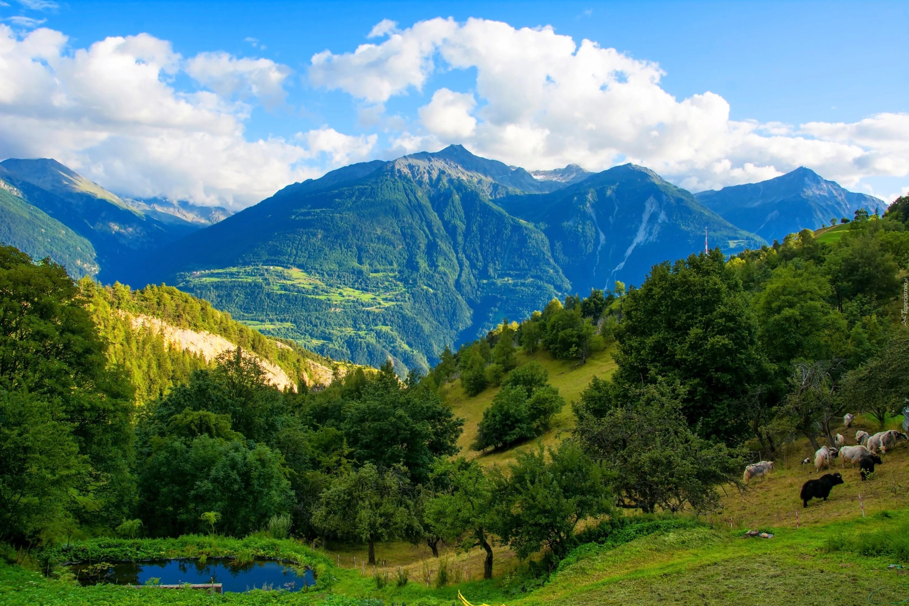 Gory. Горы Адыгеи. Швейцария лес тропа. Горы Чечни. Национальный парк Юры Швейцария.