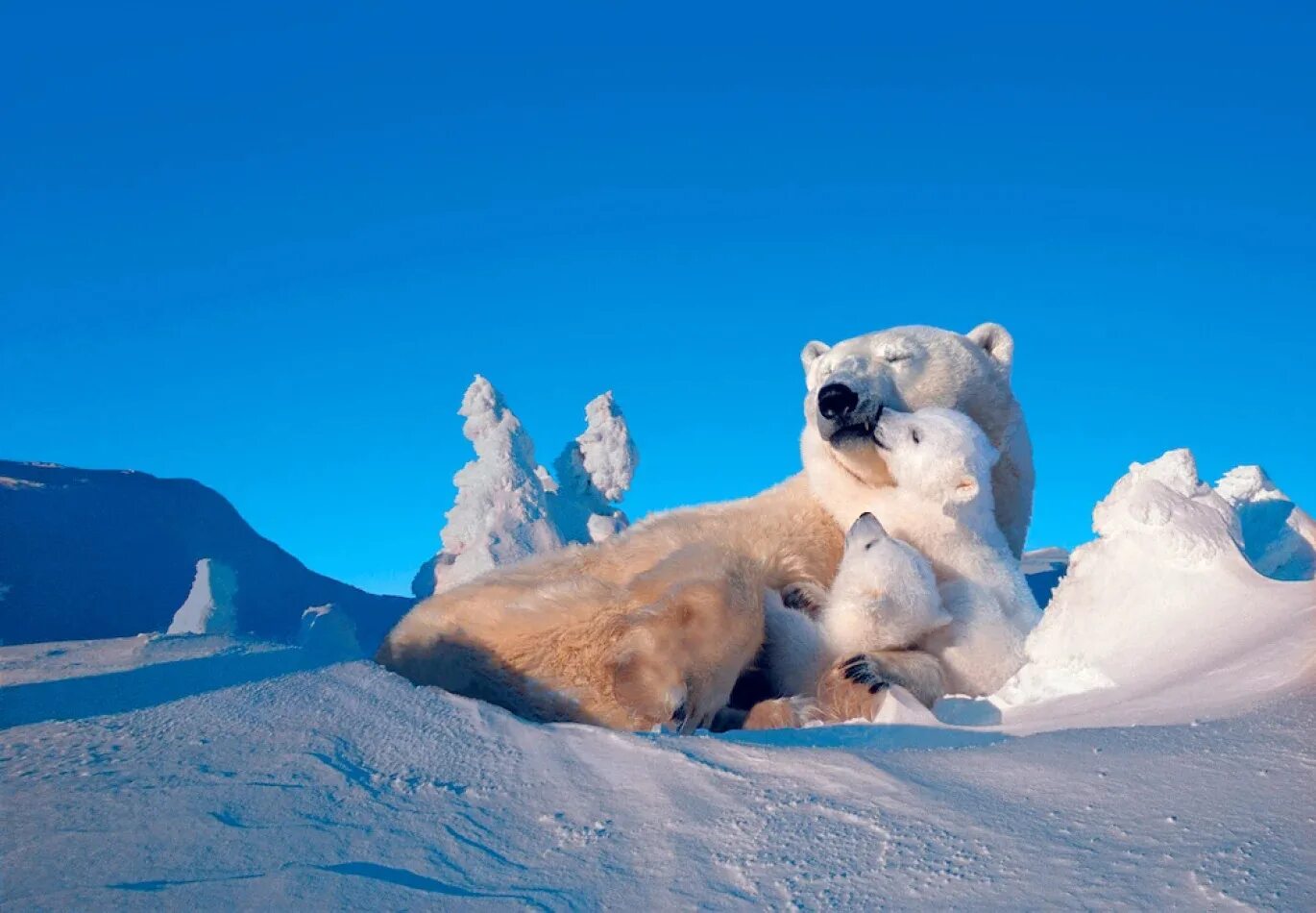 Почему медведи не едят пингвинов. Белые медведи в антарктиде. Арктика северное сияние белые медведи. На южном полюсе есть медведи. Белый медведь и пингвин.