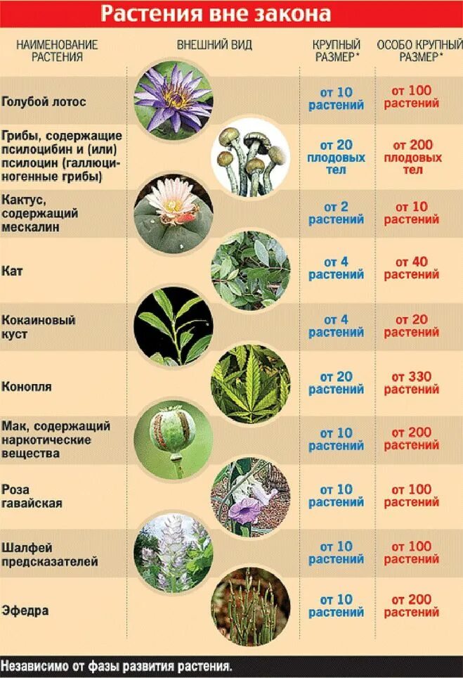 Какой цветок выращивают в россии