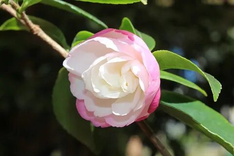 Камелия читать