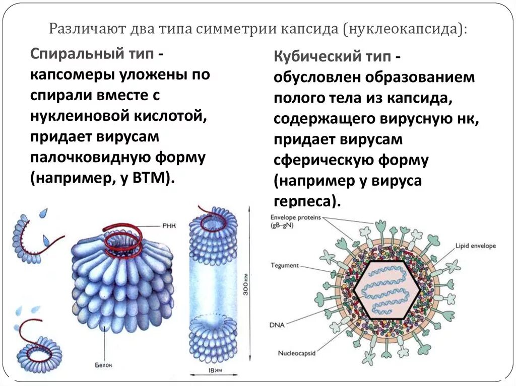 Химическая структура вирусов