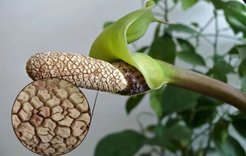 Замиокулькас соцветие. Замиокулькас зацвел. Растение замиокулькас цветение. Замиокулькас цветет. Замиокулькас цветет.