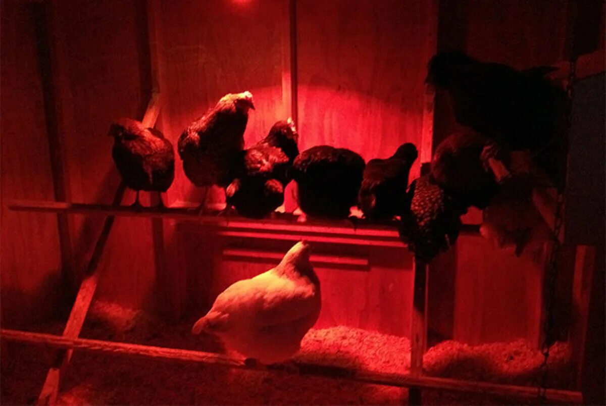 Нужно ли цыплятам ночью свет. Освещение для кур. Лампа для курятника. Освещение птичника. Красная лампа для курятника.