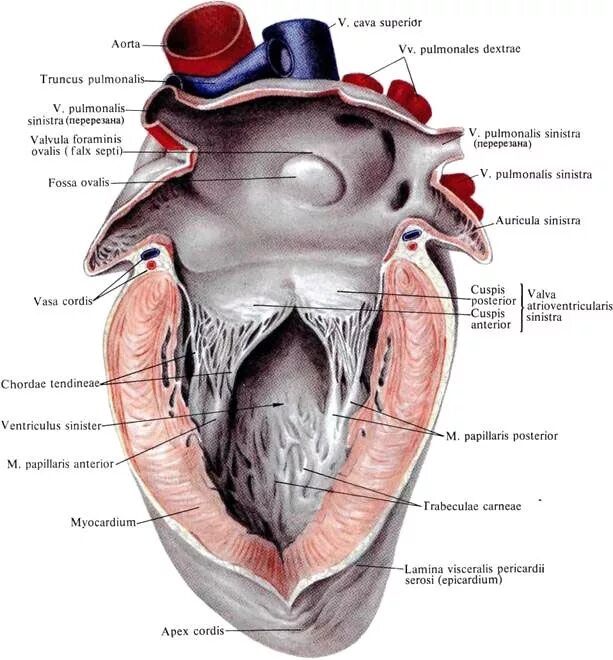 Строение левого предсердия. Строение правого предсердия анатомия. Строение левого желудочка сердца анатомия. Правое предсердие сердца анатомия. Левое предсердие анатомия.