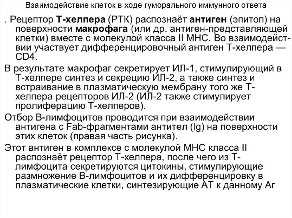 Механизмы взаимодействия клеток в ходе иммунного ответа. Механизм взаимодействия иммунокомпетентных клеток. Взаимодействие клеток в иммунном ответе. Механизмы взаимодействия клеток в иммунном ответе. Взаимодействие иммунных клеток