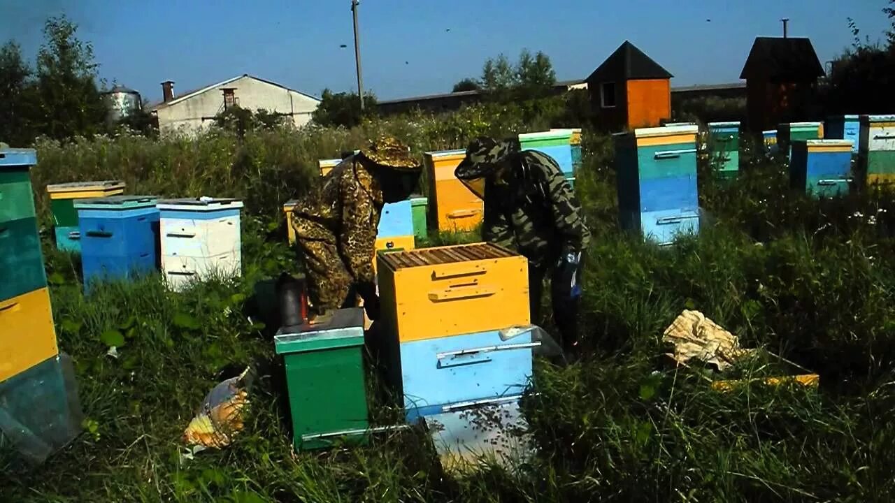 Пасека в горах. Пасека в подмосковье. Пчельник. Ленинградская пасека. Пасека оптиной пустыни.