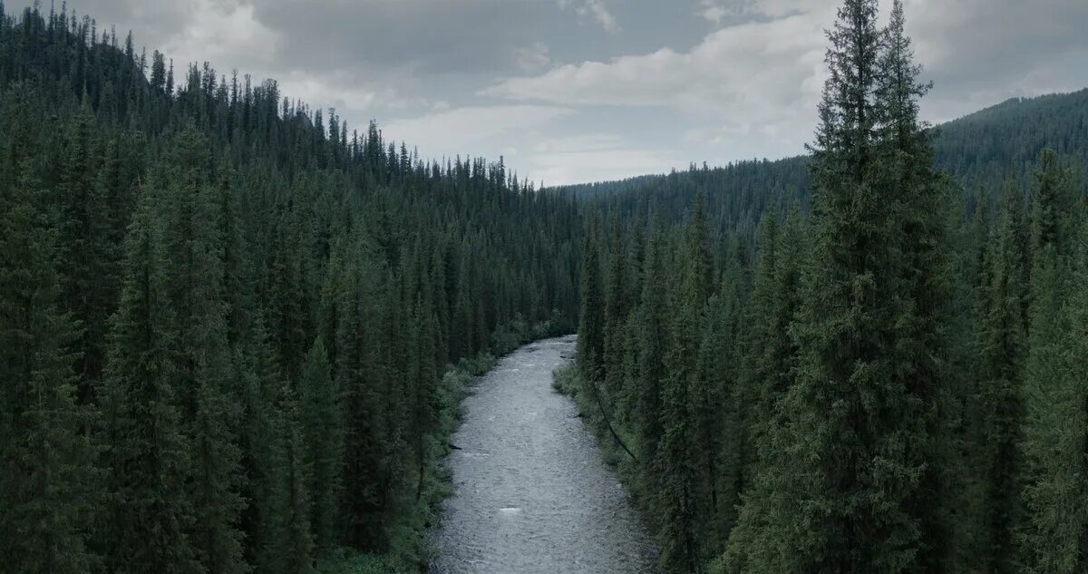 Ели дошел