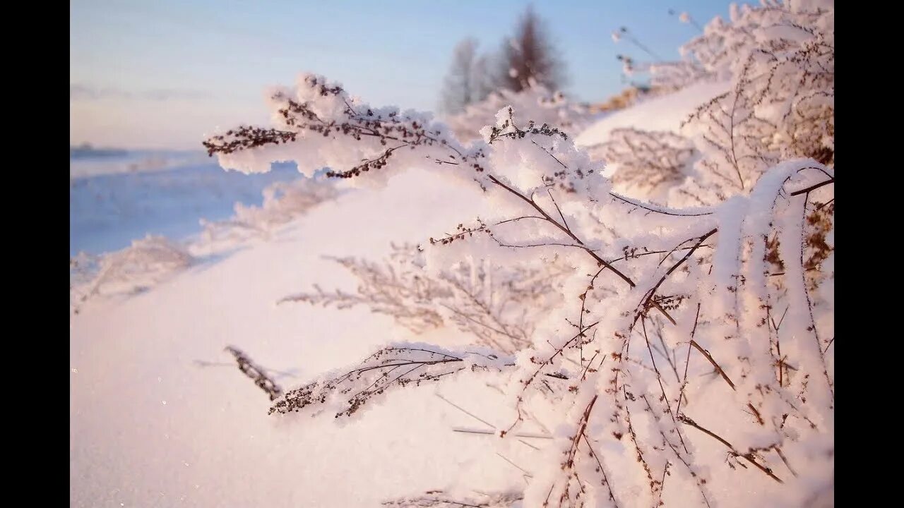 Нежно снеговой. Нежная зима. Нежный снег. Роза роуз сноу. Нежно снеговой.