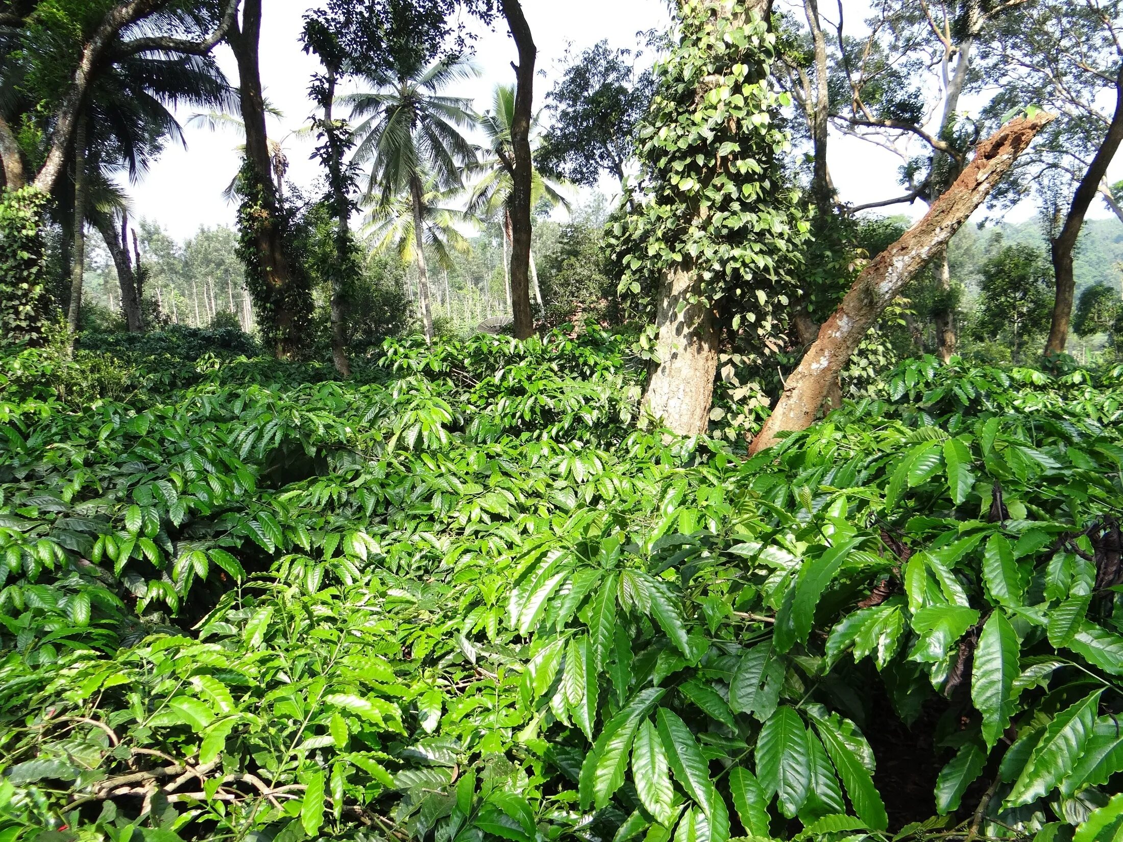 Дерево плантации. Coffea canephora плантации. Муссонные леса Индии. Кофейные плантации в Индии. Тропические леса Индии.