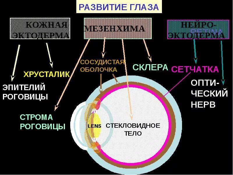 Формирование органов человека. Развитие глаза. Стадии развития глаза. Источники развития глаза. Эмбриогенез органа зрения.