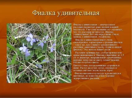 Описания 2 растений