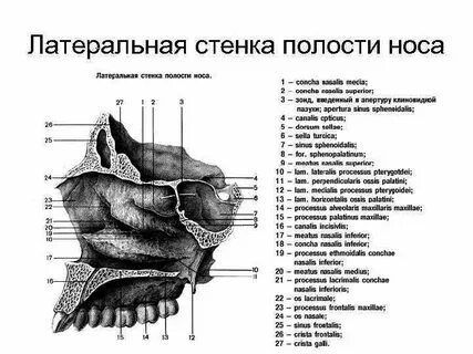 Боковая стенка полости рта