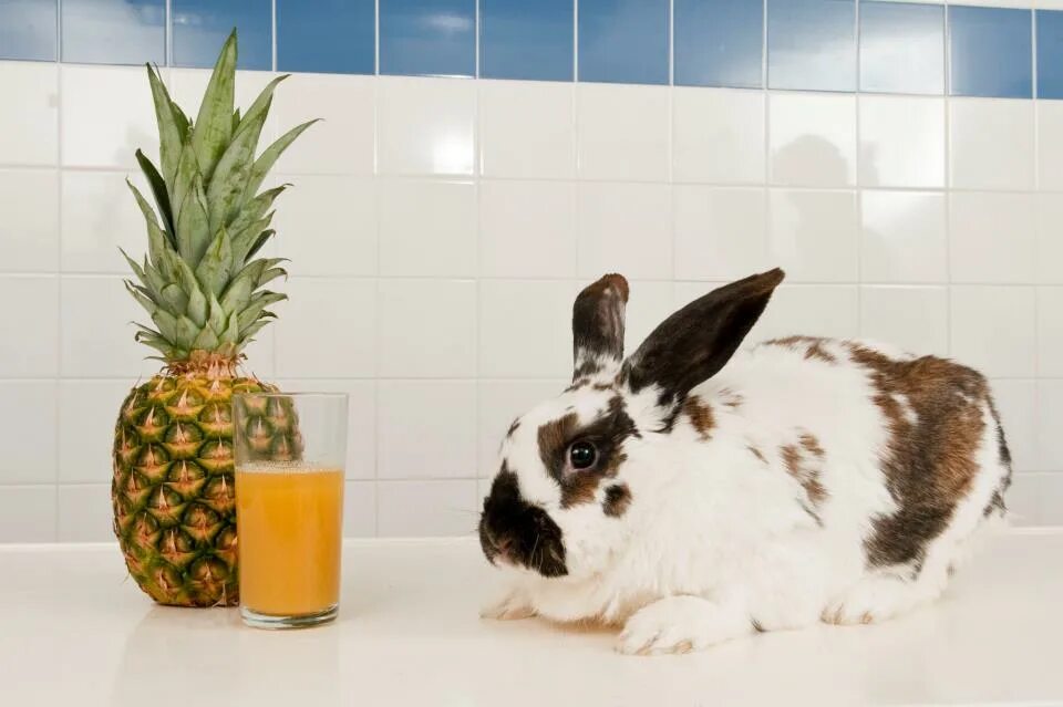 ананасовые зайцы. можно ли кроликам капусту. солома для кроликов. какую траву можно давать декоративным кроликам. кролик ест сено.