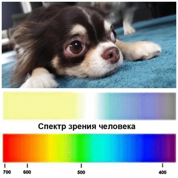 В каком цвете видят мир собаки. Зрение собак цвета. различают ли собаки цвета. спектр зрения собаки. спектр цветов собаки.