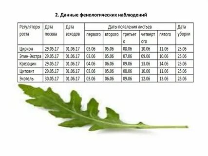 Роста лист
