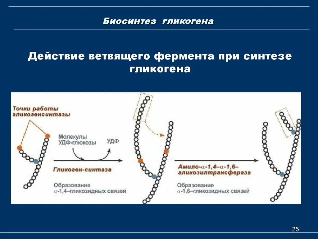 Образование гликогена. 4. синтез гликогена.. ферменты синтеза гликогена. синтез гликогена биохимия. уравнение синтеза гликогена.