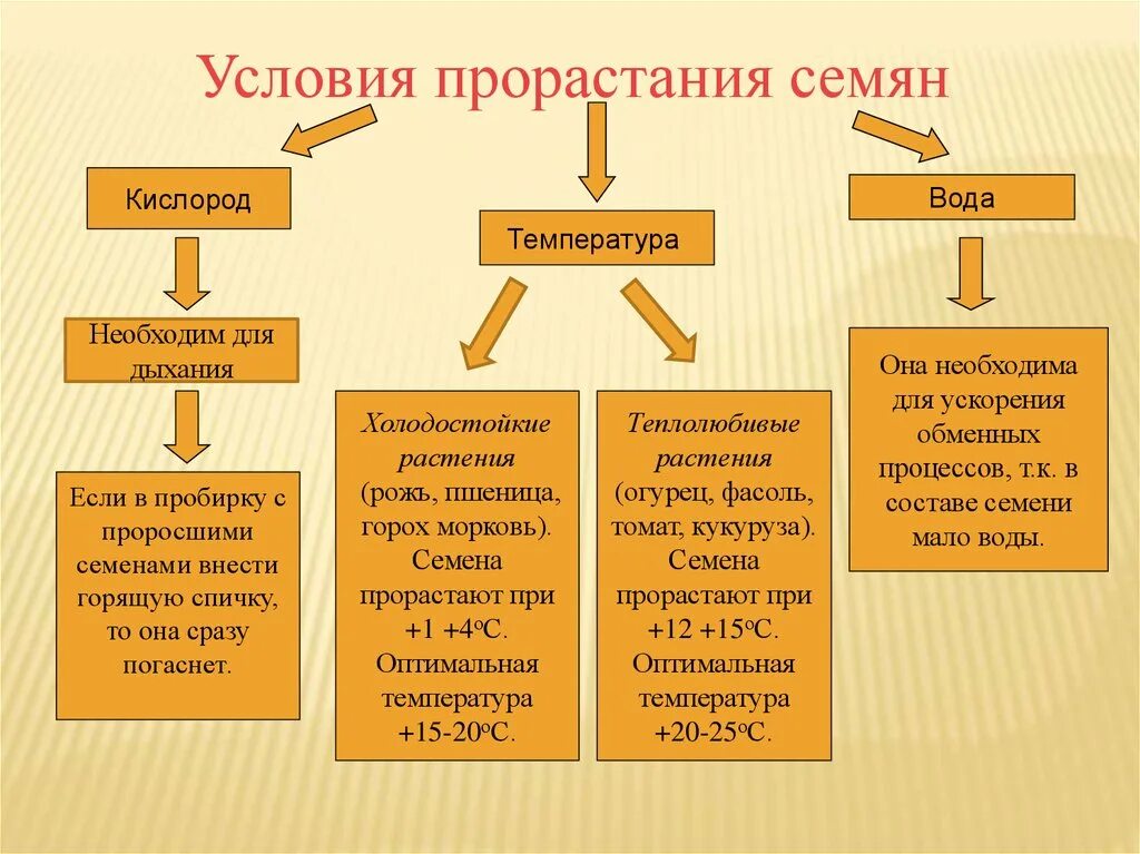 Условия для прорастания семян всех без исключения