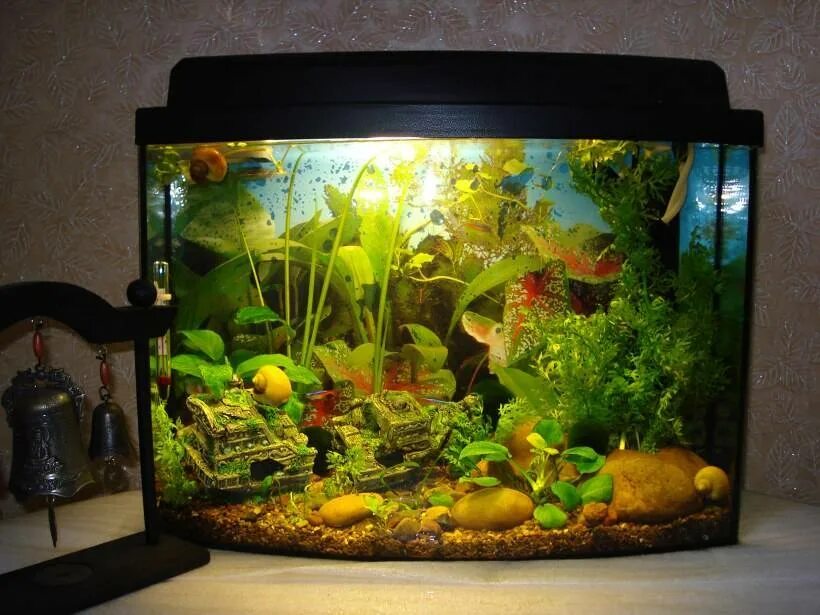 Рыбки для аквариума. Аквариум gold fish 15л. Рыбки для аквариума 50 литров. Аквариум 50 литров. Золотая рыбка в аквариуме.