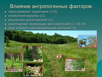 Антропогенные факторы на жизнь растений