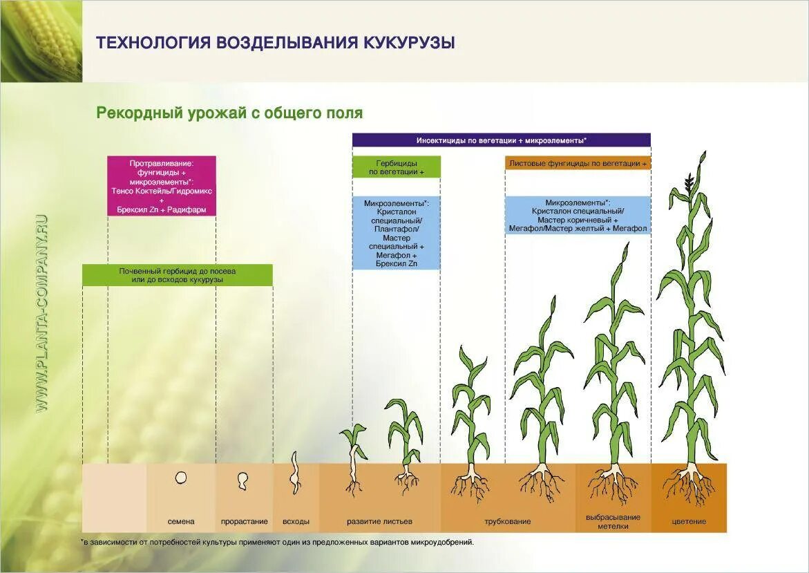 Схема посева кукурузы на зерно. Технология возделывания кукурузы на зерно. Схема посадки кормовой кукурузы. Возделывания кукуруза на силос схема.