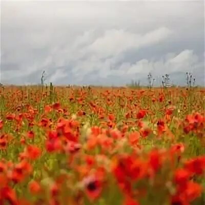 Маковое поле. Маковые поля витязево. Маковое поле фото. Маковое поле. Маковое поле казань.
