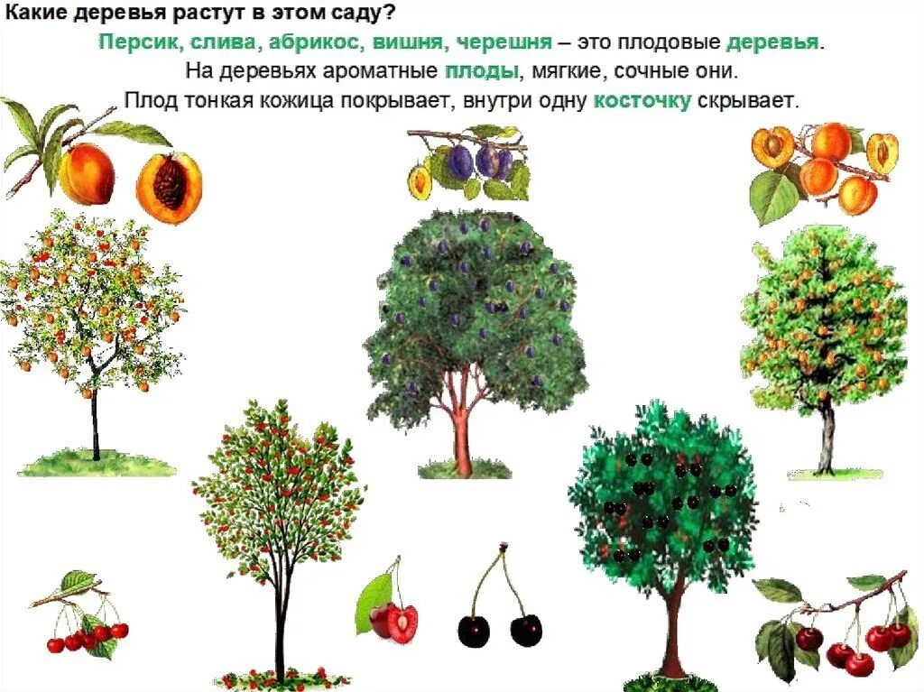 Каких только фруктовых деревьев нет впр. Плодовые деревья для дошкольников. Деревья и плоды. Дерево для детского сада. Фруктовые деревья для дошкольников.