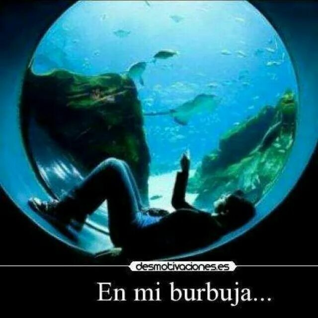 Аквариум та которую я. Фотосессия с аквариумом. Кот в аквариуме. Аквариум та которую я. Аквариум 25 лет концерт.