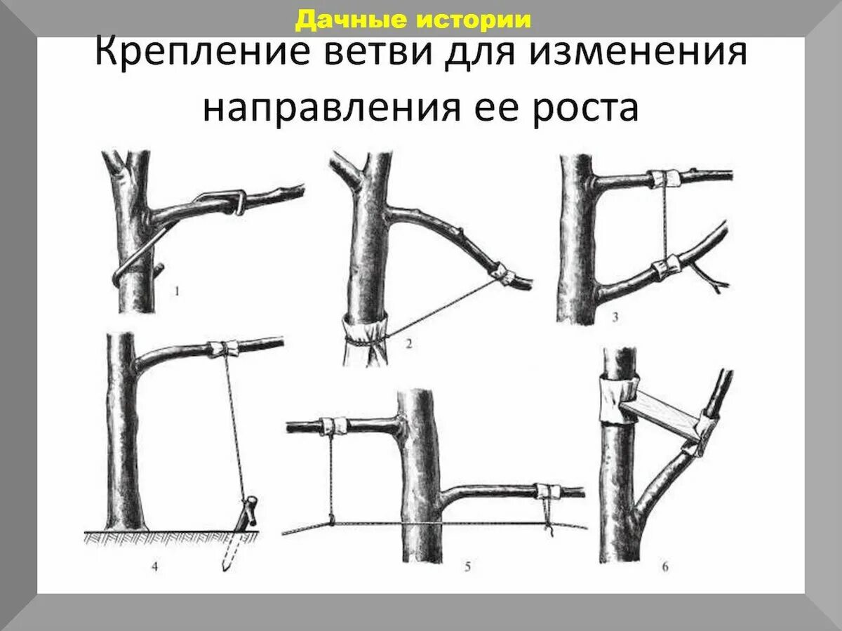 Способы обрезка деревьев. Приспособление для отгибания веток плодовых деревьев. приспособления для отгибания ветвей яблони. скобы для отгибания веток плодовых деревьев. отгибание веток у яблони.