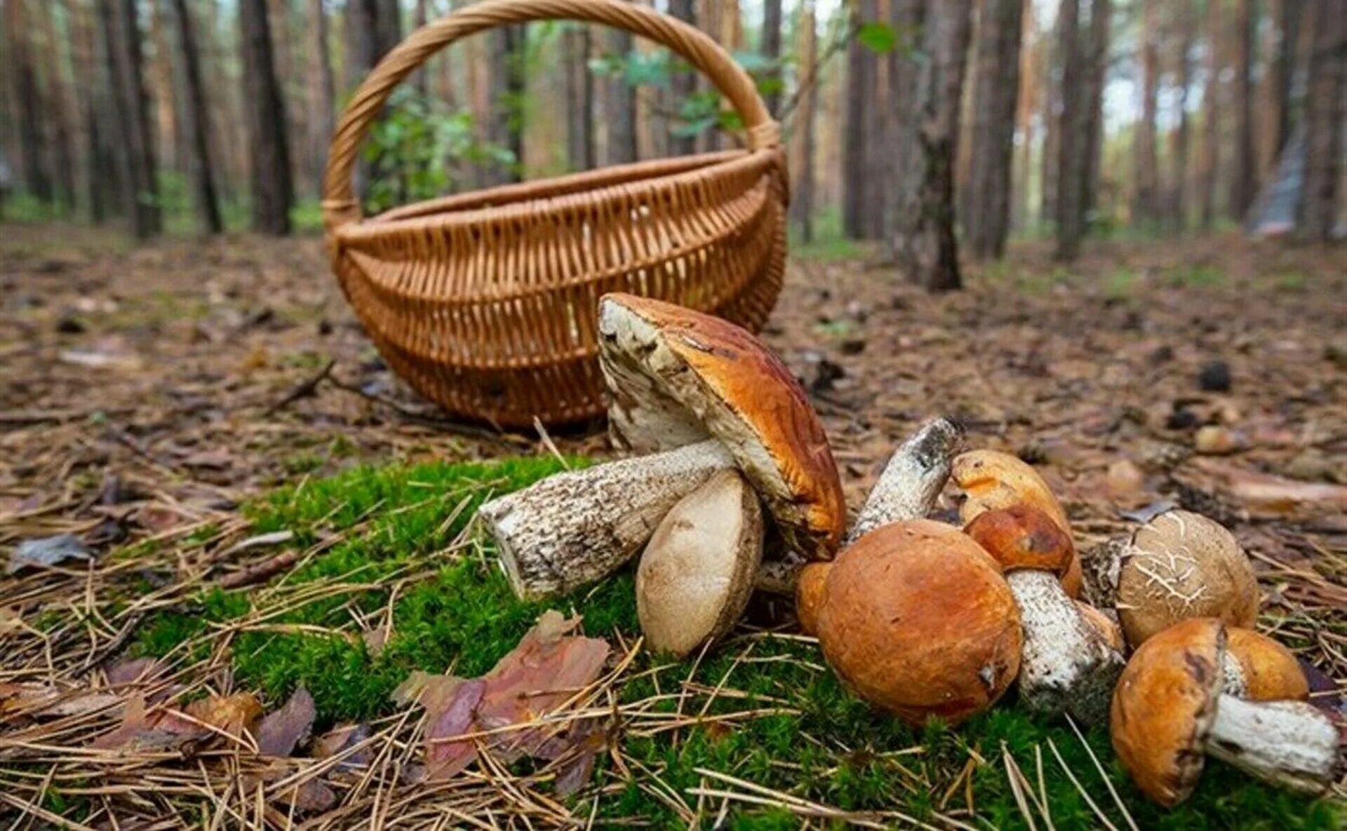 Лес грибы ягоды. В лес по грибы 2. В лес по грибы 2. Грибники в лесу. Грибники в лесу.