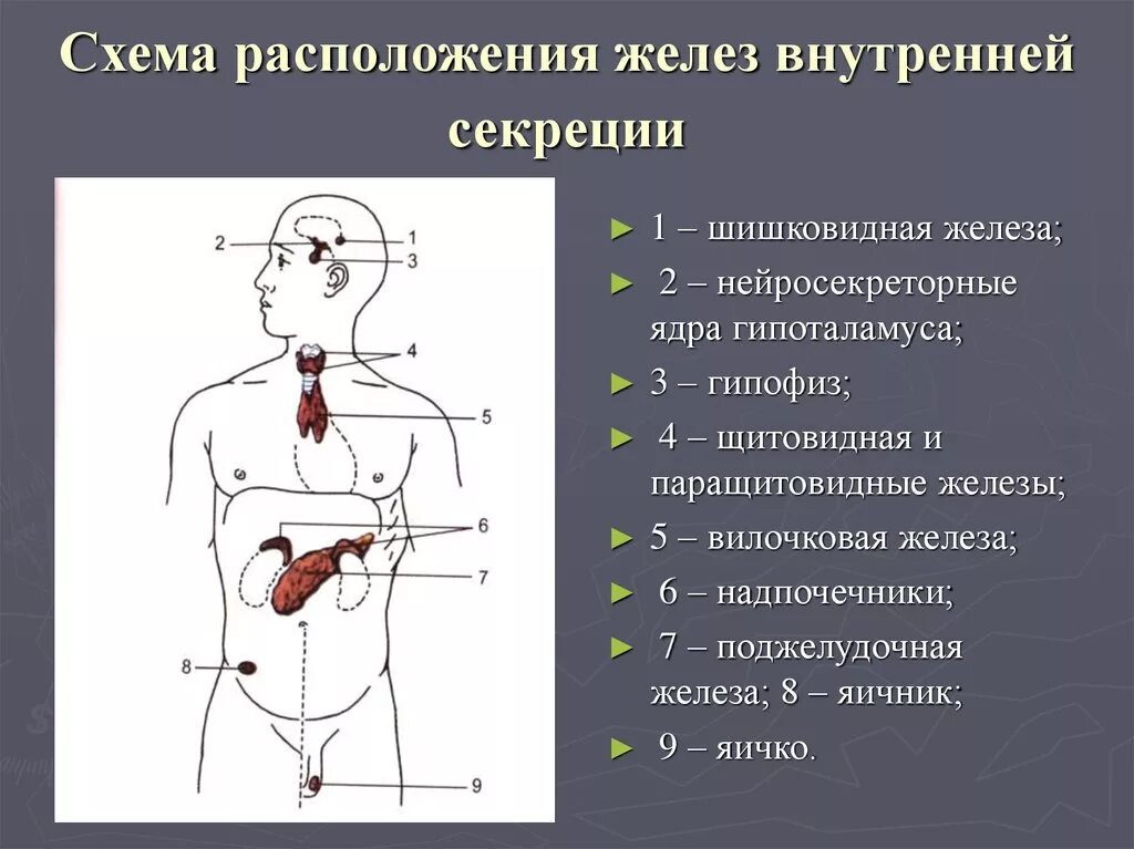 Система желез внутренней секреции строение. Анатомия желез внутренней секреции. схема желез внутренней секреции. железы внутренней секреции изображение. изучите особенности строения желез внутренней секреции.