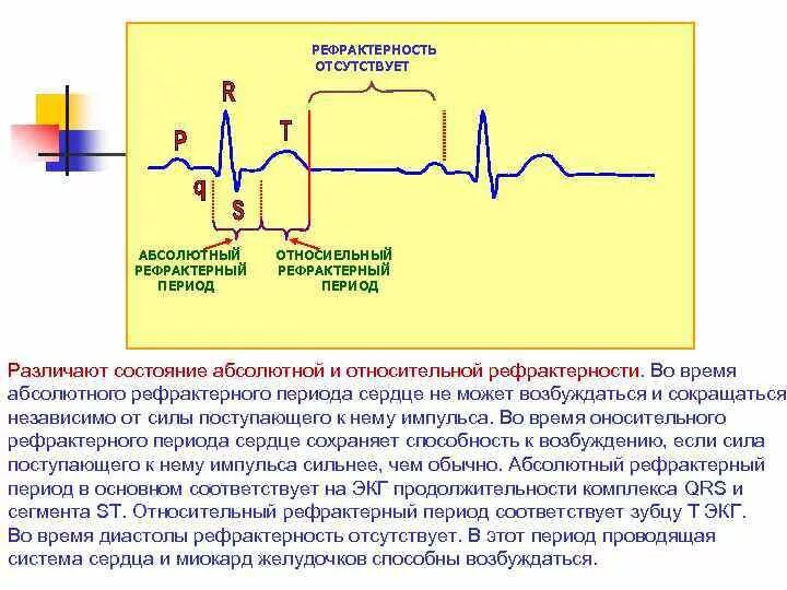 Рефрактерный период. Фазы рефрактерности сердечной мышцы. Рефрактерность сердца. Возбуждение сердца физиология. Рефрактерность сердца.