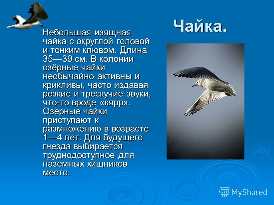 Сколько весила чайка. Информация о Чайке. Сообщение о Чайке. Доклад о Чайках. Описание о Чайке.