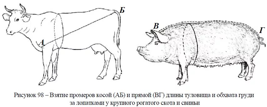 Индексы телосложения животных